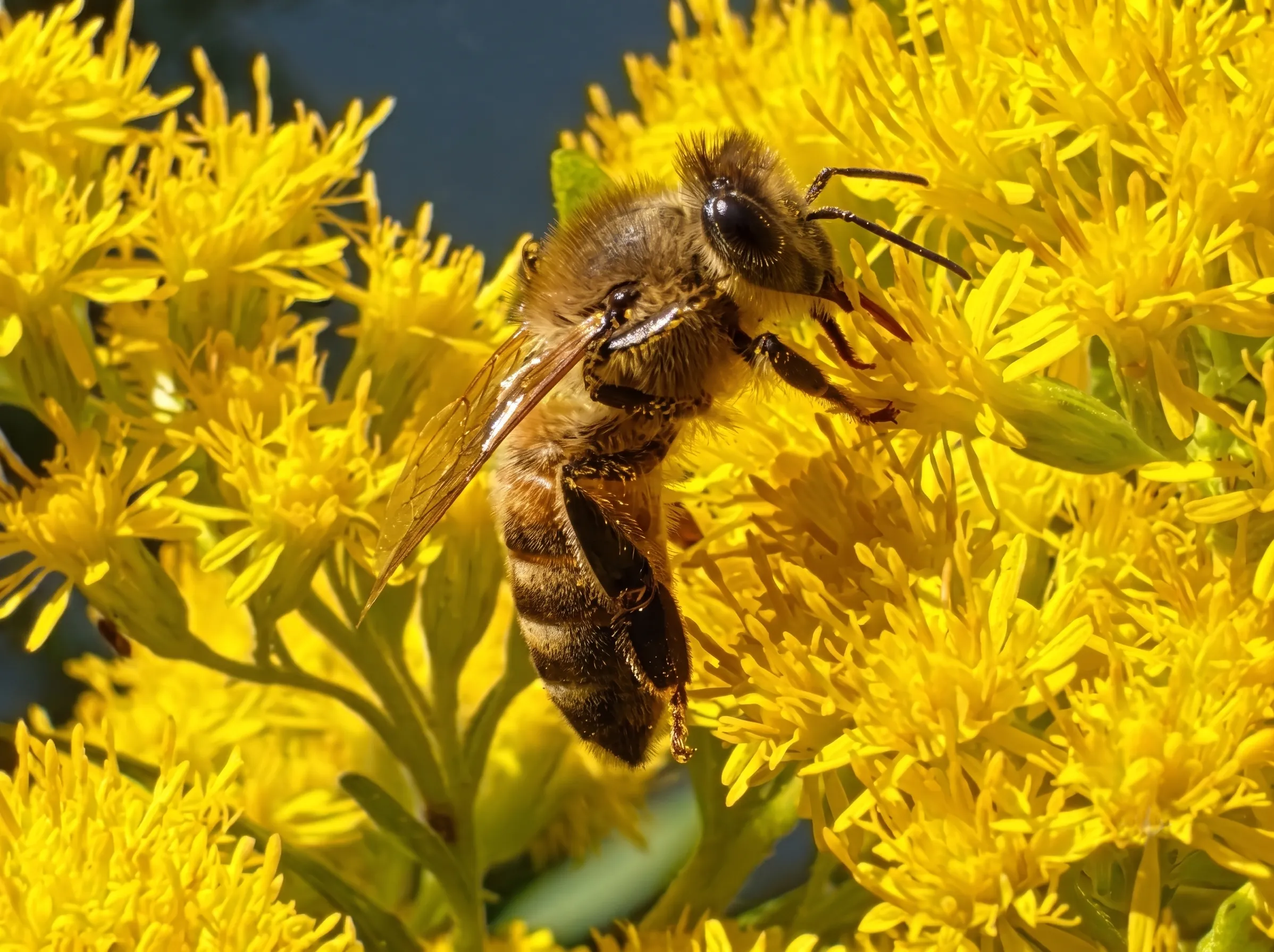 Biene auf einer Blüte