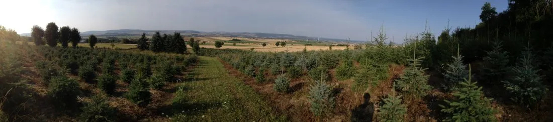 Weihnachtsbaum-Schonung im Sommer