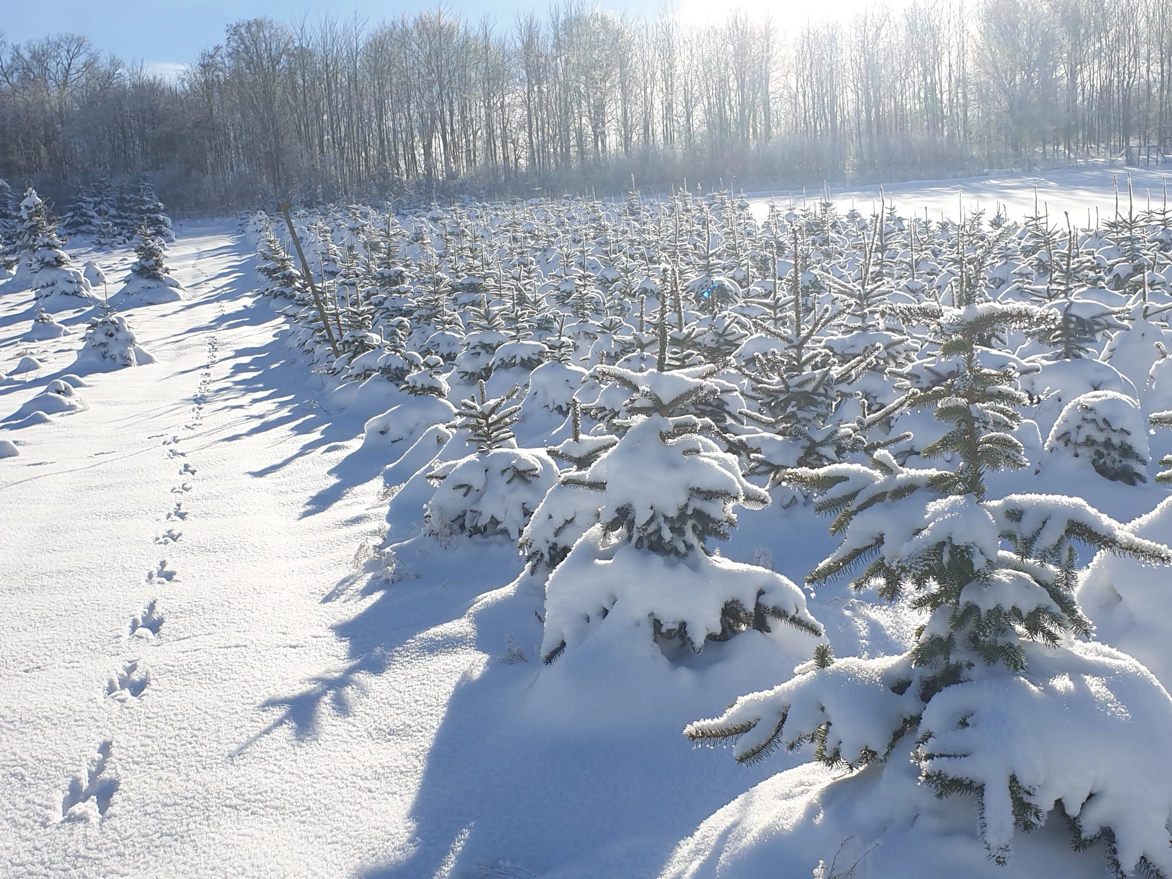 Weihnachtsbaum-Schonung im Winter